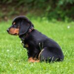 Din Valps Träningsresa: Fem Gyllene Tips för en Lyckad Hunduppfostran